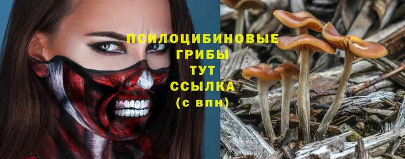 mega tor  Лаишево  Псилоцибиновые грибы Psilocybine cubensis 